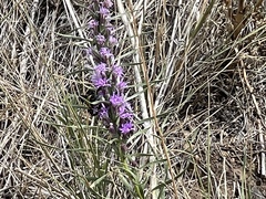 Liatris punctata