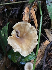 Cotylidia aurantiaca