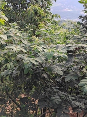 Tetradium ruticarpum