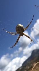 Argiope lobata