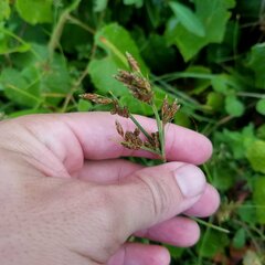 Fimbristylis dichotoma