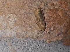 Spodoptera exigua