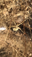 Argiope lobata
