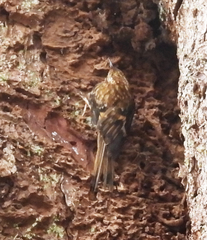 Certhia americana