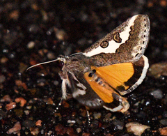 Euscirrhopterus gloveri