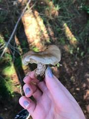 Tricholoma saponaceum