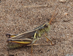 Melanoplus bivittatus