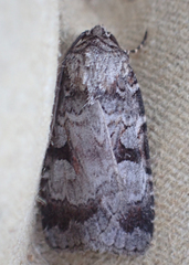 Feltia geniculata