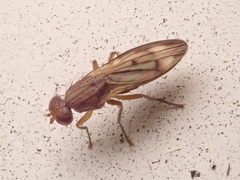 Opomyza