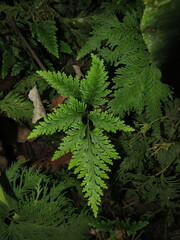 Selaginella moellendorffii