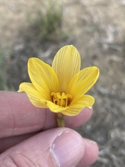 Zephyranthes tubispatha
