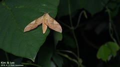 Clanis bilineata