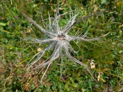 Pulsatilla alpina