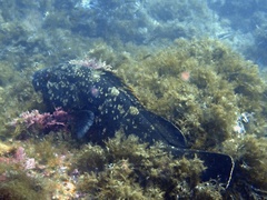 Epinephelus marginatus