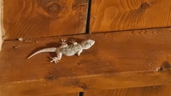 Tarentola mauritanica