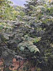 Tetradium ruticarpum