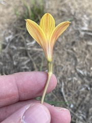 Zephyranthes tubispatha