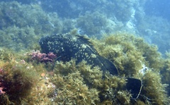 Epinephelus marginatus
