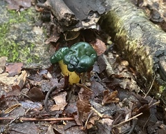 Leotia viscosa