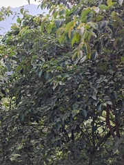 Cornus hongkongensis