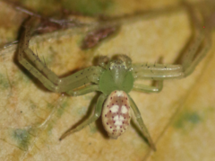 Diaea dorsata