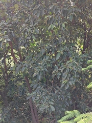 Cornus hongkongensis