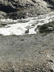 Arenaria melanocephala