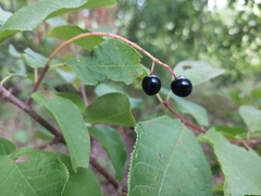 Prunus padus
