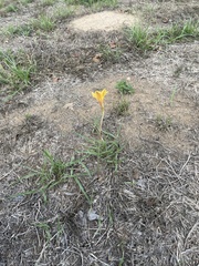 Zephyranthes tubispatha