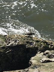 Arenaria melanocephala