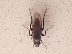 Phoridae