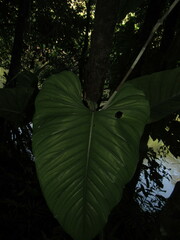 Philodendron ernestii