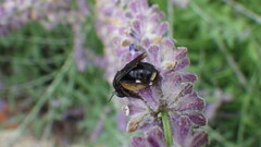 Melissodes bimaculatus