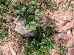 Potentilla indica