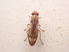 Opomyza
