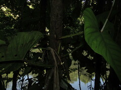 Philodendron ernestii