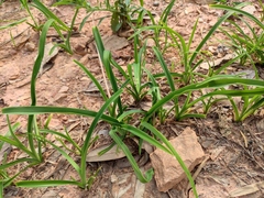 Hemerocallis fulva