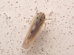 Macrosteles