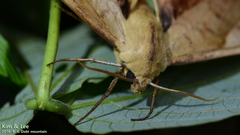 Clanis bilineata