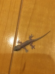 Hemidactylus frenatus