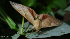 Clanis bilineata