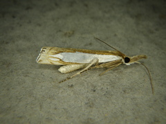 Crambus watsonellus