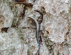 Plestiodon inexpectatus