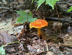 Hygrocybe coccinea