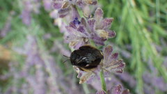 Melissodes bimaculatus