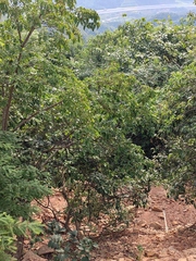 Cornus hongkongensis
