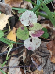 Lamium galeobdolon