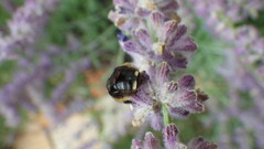 Melissodes bimaculatus