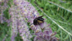 Melissodes bimaculatus