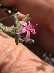 Frankenia salina